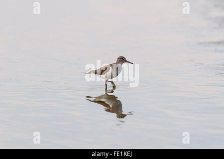 Sandpiper comune (Actitis hypoleucos) guadare in acque poco profonde sulla Isle of Sheppey, Kent. Settembre. Foto Stock