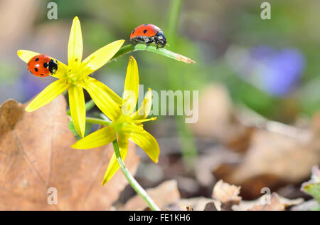 Ladybugs su fiori di primavera in foresta Foto Stock