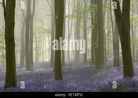 Boschi pieni di bluebells in una nebbiosa mattina di primavera nei pressi di Micheldever in Hampshire. Foto Stock