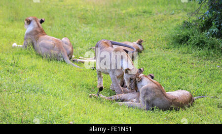 Lion, South Luangwa National Park, Zambia, Africa Foto Stock