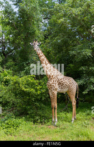 La giraffa, South Luangwa National Park, Zambia, Africa Foto Stock