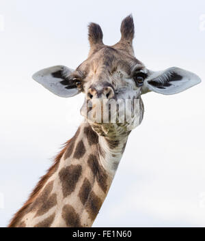 La giraffa, South Luangwa National Park, Zambia, Africa Foto Stock