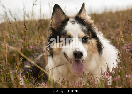 Wicklow Collie giacente in upland heather con linguetta appendere fuori Foto Stock