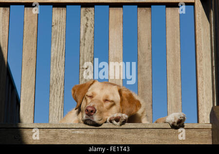 Una sonnolenta dai capelli Golden Labrador cane trasversale giacente su un ponte di legno Foto Stock