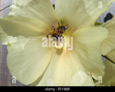 Mining bee (Andrena sp.) con grani di polline in un giallo pallido (hollyhock Alcea rosa) Foto Stock