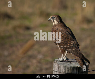 Australian brown falcon Foto Stock