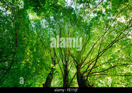 Verde Naturale baldacchino di alberi di alto fusto. La luce del sole attraverso il bosco di latifoglie, Natura, soleggiata giornata estiva. Sotto i rami di alberi rigogliosi Foto Stock