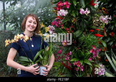 Londra, Regno Unito. 4 febbraio 2016. Ogni giardiniere pulsante Hannah pone con piante in occasione dell'annuale Festival delle orchidee in principessa di Galles Conservatorio a Kew Gardens. Nel 2016 Kew festeggia con una spettacolare carnevale di abbagliamento di colori brasiliano e vetrine con migliaia di orchidee, bromeliacee e altre piante tropicali. Aperto dal 6 febbraio al 6 marzo 2016. Credito: Immagini vibranti/Alamy Live News Foto Stock