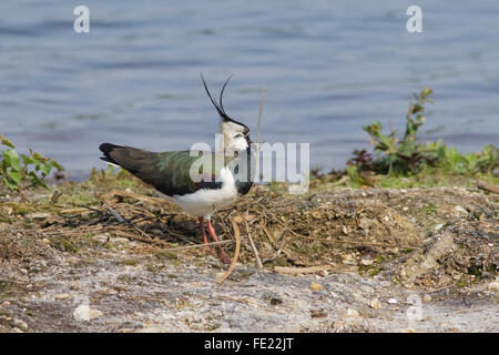 Nord Pavoncella (Vanellus vanellus) in allevamento piumaggio, preparare un nido. Foto Stock