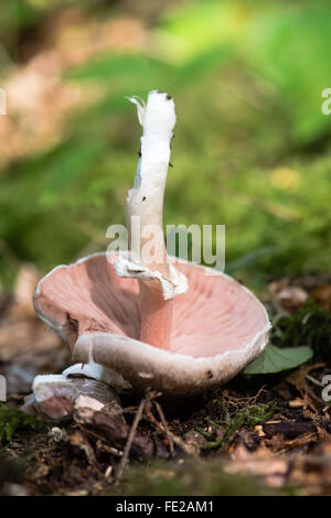 Legno (funghi Agaricus silvicola). Un fungo commestibile capovolto che mostra colori rosa branchie in un bosco britannico Foto Stock