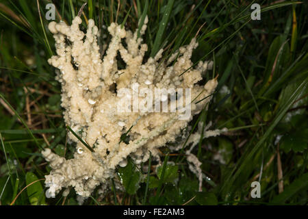 Cane malato slime stampo (Mucilago crustacea). Fango di una muffa su erba, nella famiglia Didymiaceae Foto Stock