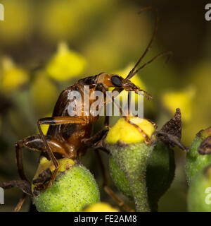 Oedemera femoralis beetle su ivy fiori vicino. Beetle nella famiglia Oedemeridae mangiare il polline di edera Foto Stock