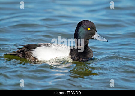 Maschio di Lesser Scaup Duck Foto Stock