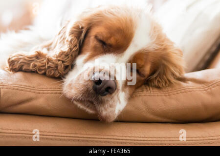 Sleeping orange Stefano cocker spaniel Foto Stock