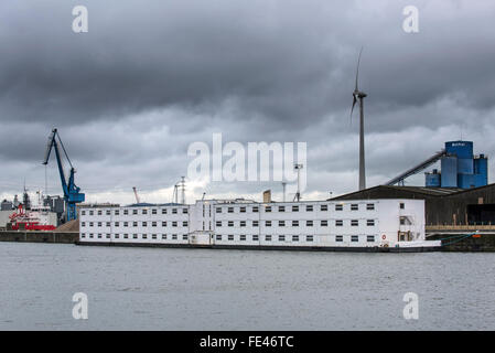 Ghent, Belgio, 04 febbraio, 2016. Arrivo di pontile De Reno nel porto di Gand. Ex carcere flottante dai Paesi Bassi verrà ora utilizzata per ospitare fino a un massimo di 250 richiedenti asilo presso il dock Rigakaai nel porto di Ghent, Belgio Credito: Arterra Picture Library/Alamy Live News Foto Stock