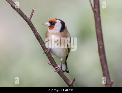 Cardellino in giardino in Mainsriddle, vicino RSPB Mersehead, Dumfries and Galloway, Scotland, Regno Unito Foto Stock