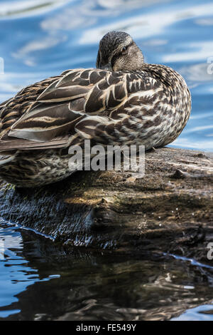 Germano Reale femmina, Anas platyrhynchos, appoggiato su un registro in corrispondenza del bordo del lago verde nel verde parco sul lago, Seattle, nello Stato di Washington, USA Foto Stock