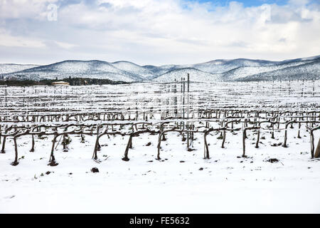 Vigneti righe coperta di neve in inverno. La campagna del Chianti, Firenze, Regione Toscana, Italia Foto Stock