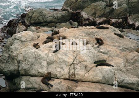 Le foche, Ohau punto, Isola del Sud, Nuova Zelanda Foto Stock