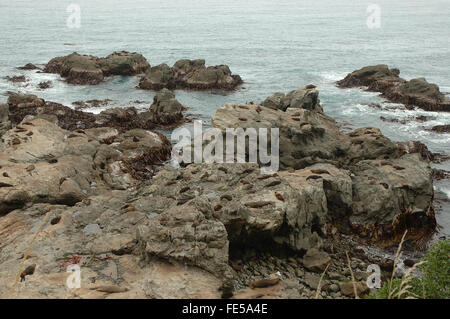 Le foche, Ohau punto, Isola del Sud, Nuova Zelanda Foto Stock