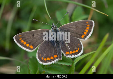 Brown argus (Aricia agestis) farfalla Foto Stock