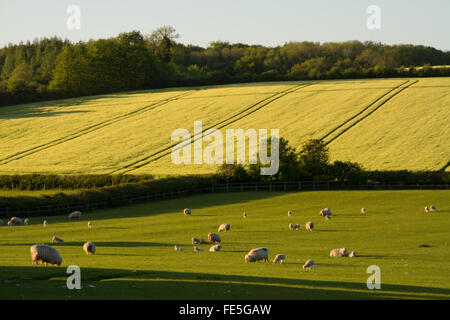 Pecora con agnelli nei campi al sole di sera. Paesaggio di campagna a Lower Froyle, Hampshire, Regno Unito. Foto Stock