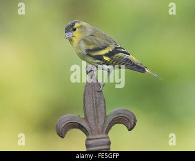 Lucherino nel giardino in Mainsriddle, vicino RSPB Mersehead, Dumfries and Galloway, Scotland, Regno Unito Foto Stock