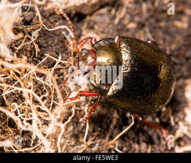 Chrysolina banksii beetle dal di sopra. Un grande ed impressionante coleottero di foglia nella famiglia Chrysomelidae Foto Stock