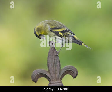 Lucherino nel giardino in Mainsriddle, vicino RSPB Mersehead, Dumfries and Galloway, Scotland, Regno Unito Foto Stock