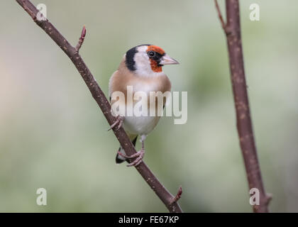 Cardellino in giardino in Mainsriddle, vicino RSPB Mersehead, Dumfries and Galloway, Scotland, Regno Unito Foto Stock