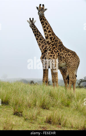 La giraffa sul cratere di Ngorongoro rim road Foto Stock