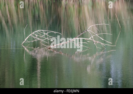 Albero secco ramo in acqua di lago Closeup Foto Stock