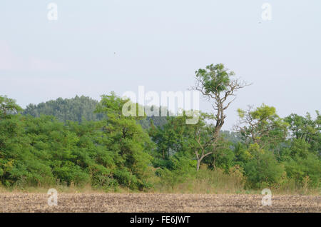 Linea di albero accanto a solcare la terra con nodose Acacia Foto Stock