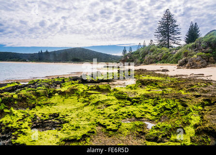 Isola di Lord Howe nel Mare di Tasman, area non costituite in società del Nuovo Galles del Sud, Australia. Isola rocciosa costa a angolo Cobbys Foto Stock