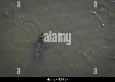 Un caimano galleggianti in un stagno di essiccazione del Pantanal Foto Stock