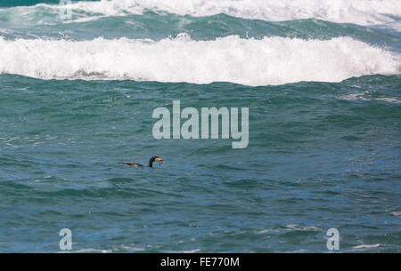 Il cormorano pesca nel Mediterraneo Foto Stock