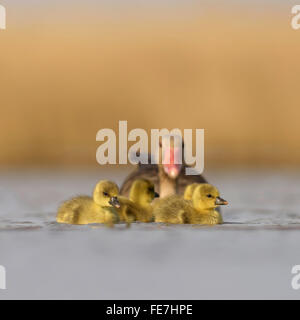 Graylag oche (Anser anser), con goslings, nel lago, Kiskunság National Park, Ungheria Foto Stock