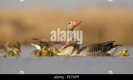 Graylag oche (Anser anser), coppia di allevamento con goslings, alimentazione, sul lago, Kiskunság National Park, Ungheria Foto Stock