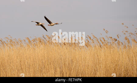 Graylag oche (Anser anser), allevamento coppia sorvolano ance, Parco Nazionale di Kiskunsag, Ungheria Foto Stock