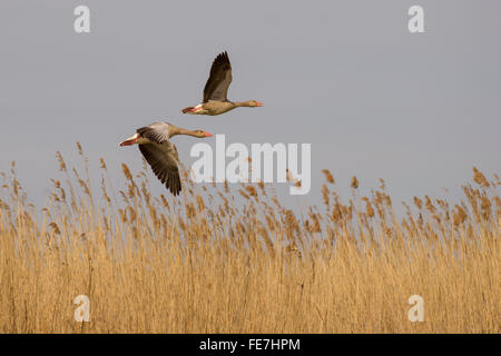 Graylag oche (Anser anser), allevamento coppia sorvolano ance, Kiskunság National Park, Ungheria Foto Stock