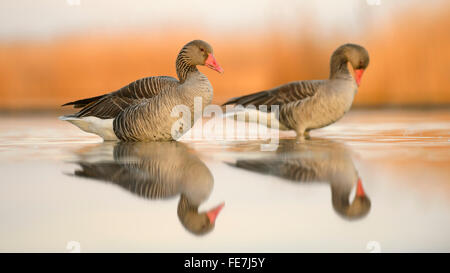 Graylag oche (Anser anser), allevamento coppia preening, la luce del mattino, parco nazionale di Kiskunsag, Ungheria Foto Stock