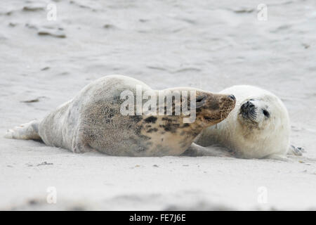 Guarnizione grigio (Halichoerus grypus), madre con pup, Isola di Helgoland, Schleswig-Holstein, Germania Foto Stock