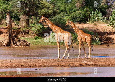 Le Giraffe reticolate (Giraffa camelopardalis reticulata) in piedi nel fiume, Samburu riserva nazionale, Kenya Foto Stock