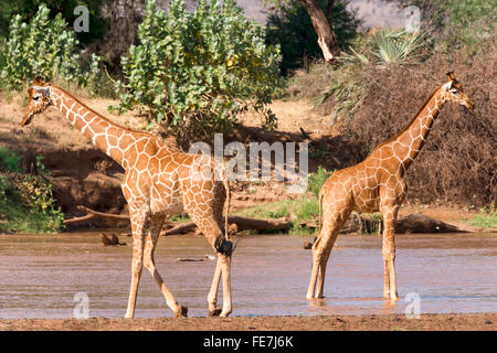 Le Giraffe reticolate (Giraffa camelopardalis reticulata) in piedi nel fiume, Samburu riserva nazionale, Kenya Foto Stock