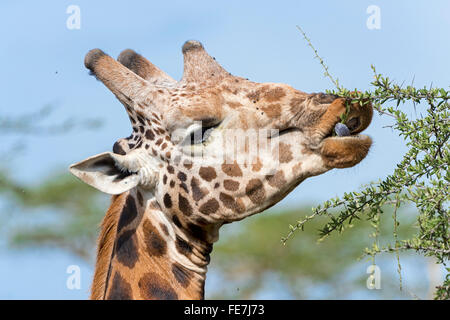 La Rothschild Giraffe (Giraffa camelopardalis rothschildi), ritratto, alimentazione su un albero di acacia, Lake Nakuru National Park, Kenya Foto Stock