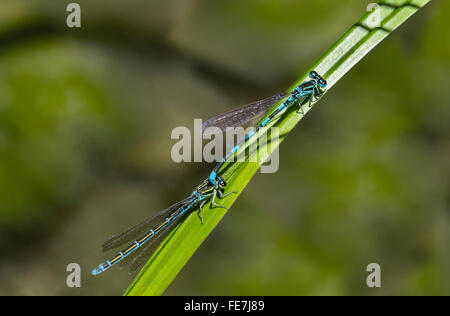 Damselfly meridionale (Coenagrion mercuriale), maschio e femmina, posizione in tandem, il Cantone di Ginevra, Svizzera Foto Stock