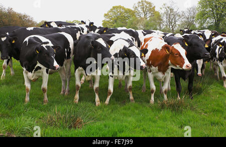 Curioso il nero e il bianco e il rosso bovini di razza Holstein (Bos primigenius f. Taurus), Meclemburgo-Pomerania, Germania Foto Stock