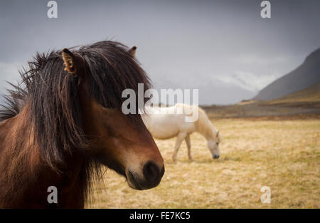 Composizione orizzontale di due cavalli islandesi con le montagne sullo sfondo vicino alla città di Akureyri, Islanda Foto Stock