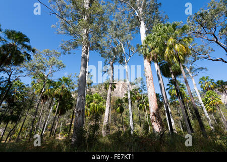 Cabbage Tree palme, Livistona australis, Carnarvon Gorge, Queensland, Australia Foto Stock