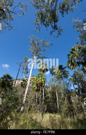 Cabbage Tree palme, Livistona australis, Carnarvon Gorge, Queensland, Australia Foto Stock